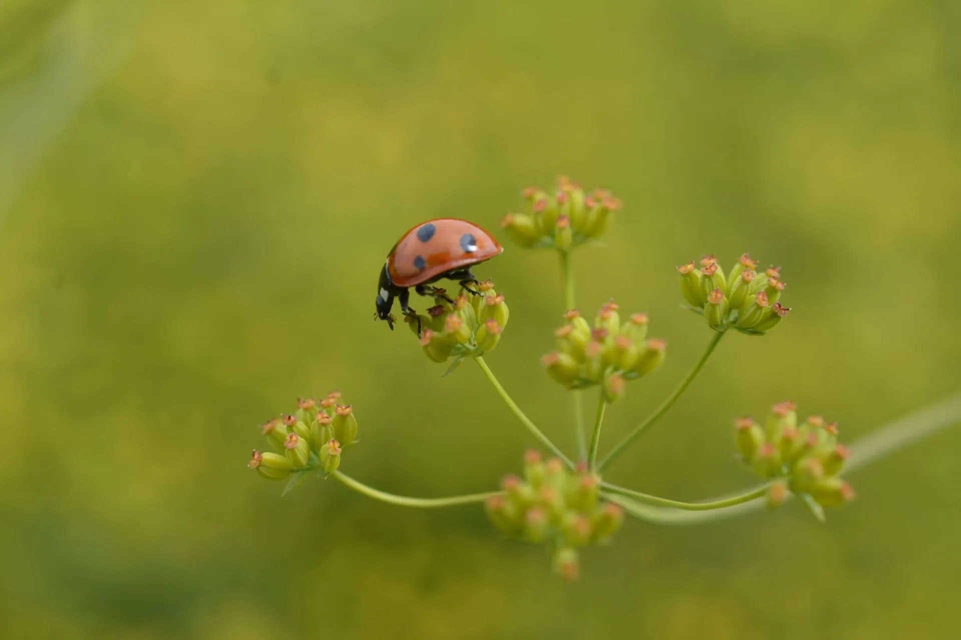 农业 / 农田意象背景图